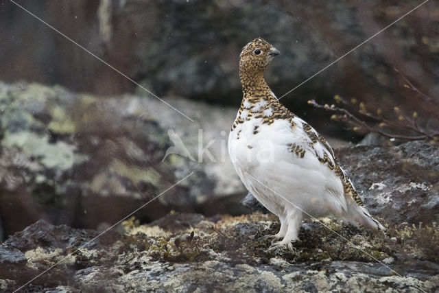 Moerassneeuwhoen (Lagopus lagopus)