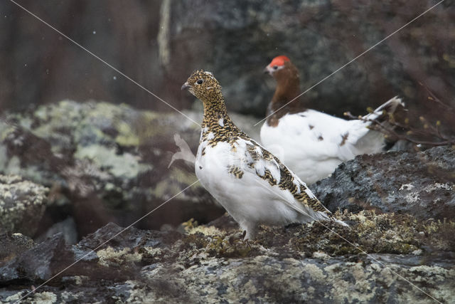 Moerassneeuwhoen (Lagopus lagopus)