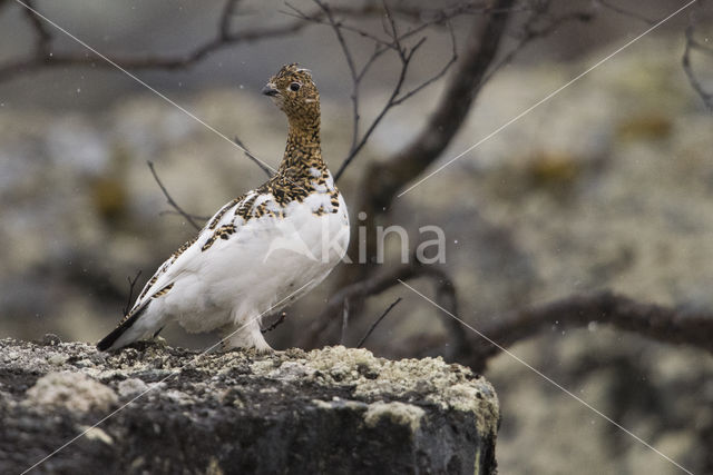 Willow Ptarmigan (Lagopus lagopus)