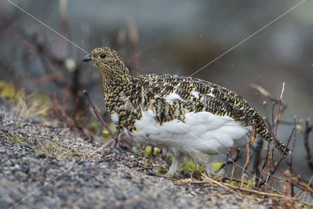 Moerassneeuwhoen (Lagopus lagopus)