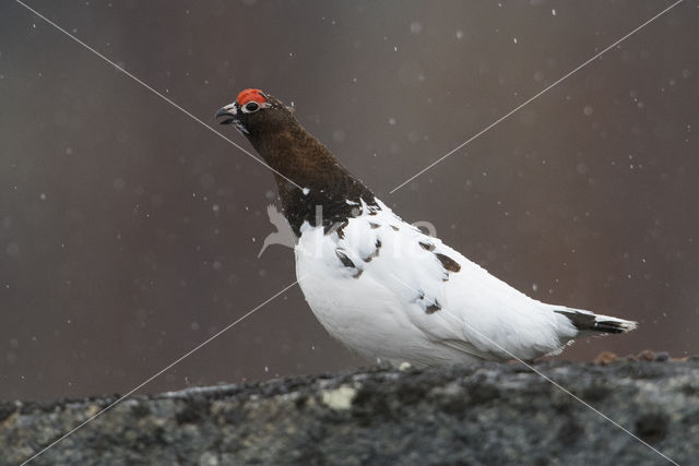 Moerassneeuwhoen (Lagopus lagopus)