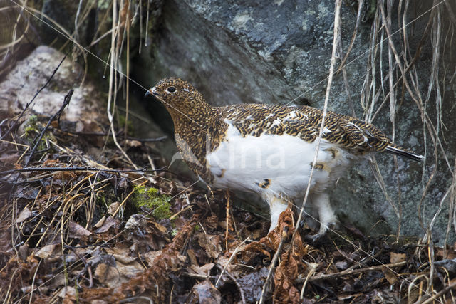 Moerassneeuwhoen (Lagopus lagopus)