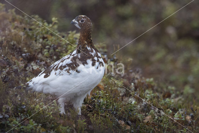 Moerassneeuwhoen (Lagopus lagopus)