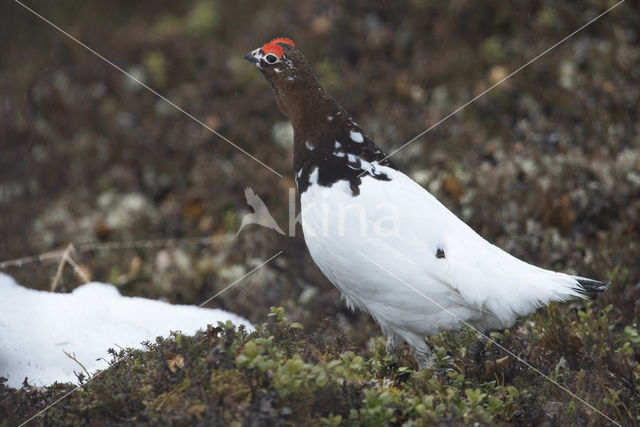 Moerassneeuwhoen (Lagopus lagopus)