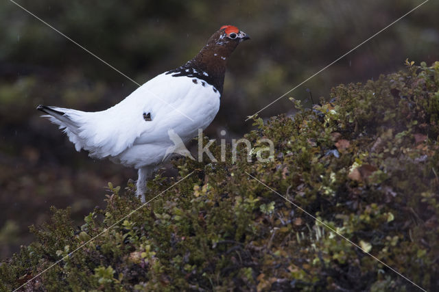 Moerassneeuwhoen (Lagopus lagopus)