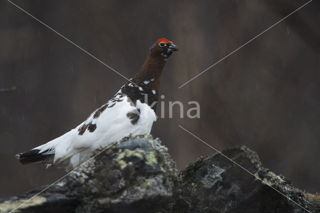 Moerassneeuwhoen (Lagopus lagopus)