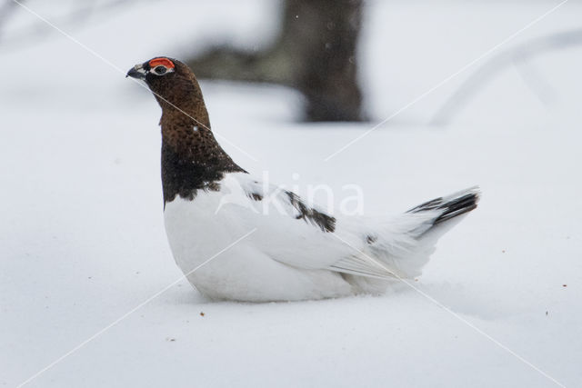 Moerassneeuwhoen (Lagopus lagopus)