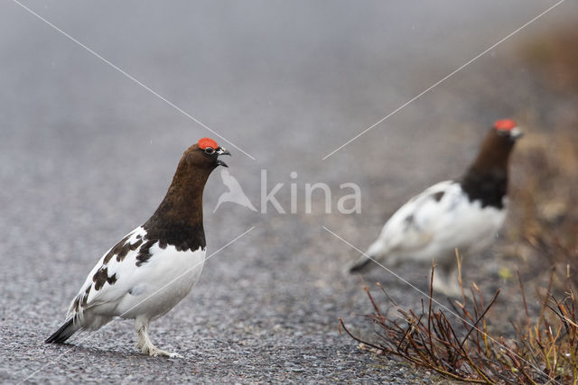 Moerassneeuwhoen (Lagopus lagopus)