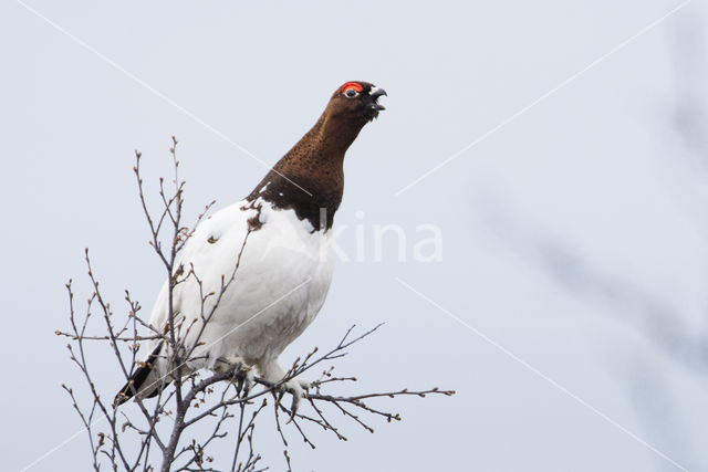 Moerassneeuwhoen (Lagopus lagopus)