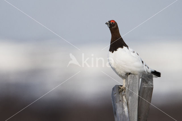 Moerassneeuwhoen (Lagopus lagopus)