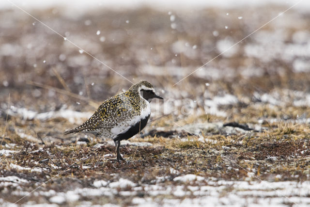 Golden Plover (Pluvialis apricaria)