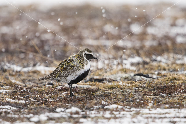 Goudplevier (Pluvialis apricaria)