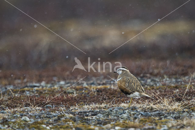 Eurasian Dotterel (Eudromias morinellus)