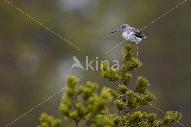 Groenpootruiter (Tringa nebularia)