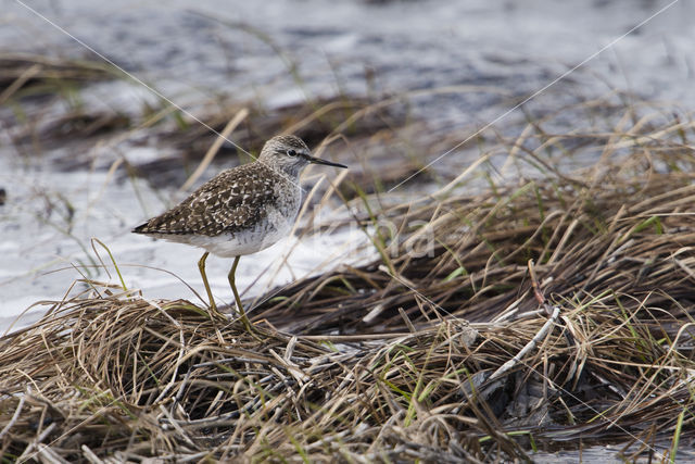 Wood Sandpiper (Tringa glareola)