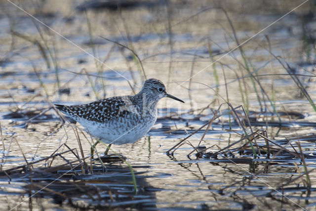 Wood Sandpiper (Tringa glareola)