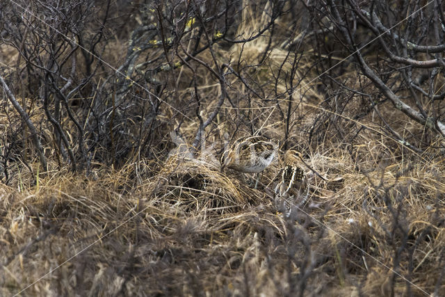 Common Snipe (Gallinago gallinago)