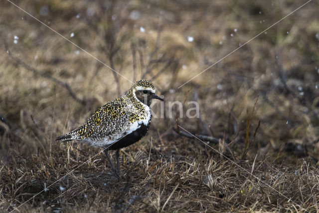 Goudplevier (Pluvialis apricaria)