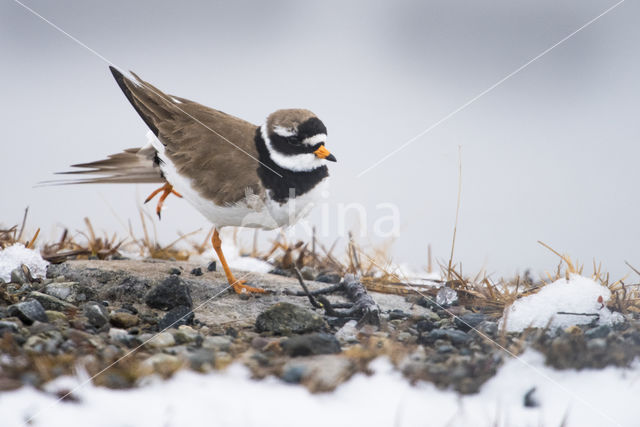 Bontbekplevier (Charadrius hiaticula)