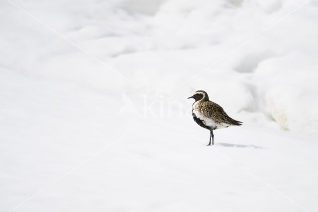 Goudplevier (Pluvialis apricaria)