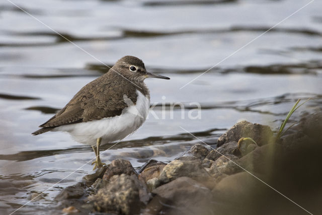 Oeverloper (Actitis hypoleucos)