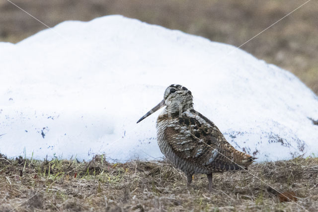 Eurasian Woodcock (Scolopax rusticola)