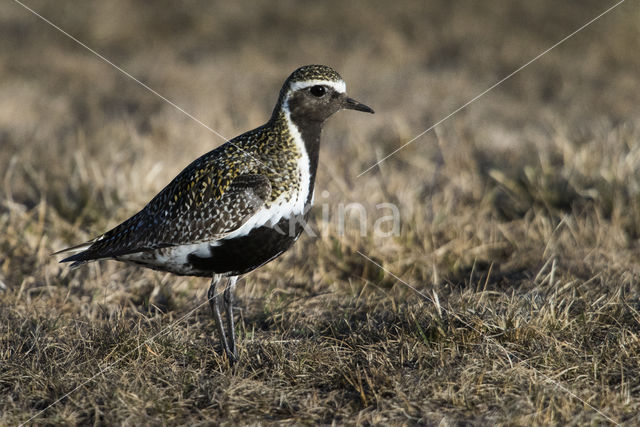 Goudplevier (Pluvialis apricaria)