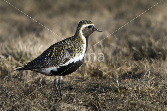 Goudplevier (Pluvialis apricaria)