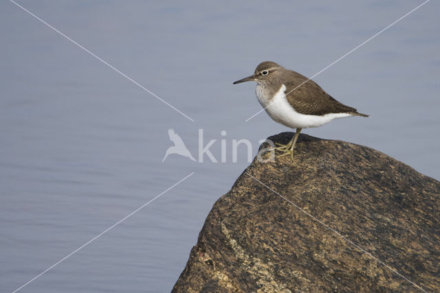 Common Sandpiper (Actitis hypoleucos)