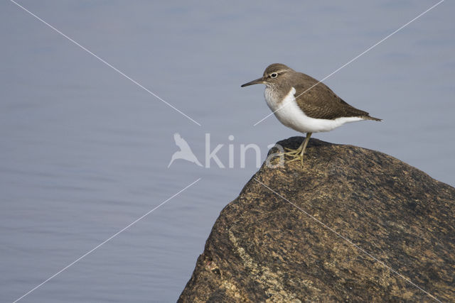 Oeverloper (Actitis hypoleucos)