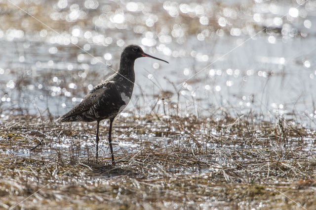 Spotted Redshank (Tringa erythropus)