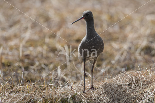 Zwarte Ruiter (Tringa erythropus)