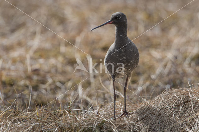 Spotted Redshank (Tringa erythropus)