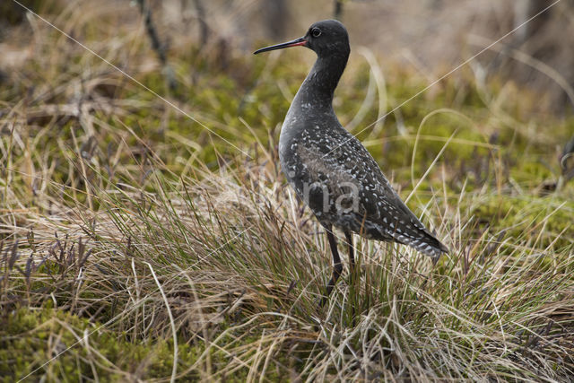 Spotted Redshank (Tringa erythropus)