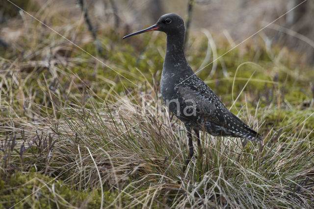 Spotted Redshank (Tringa erythropus)