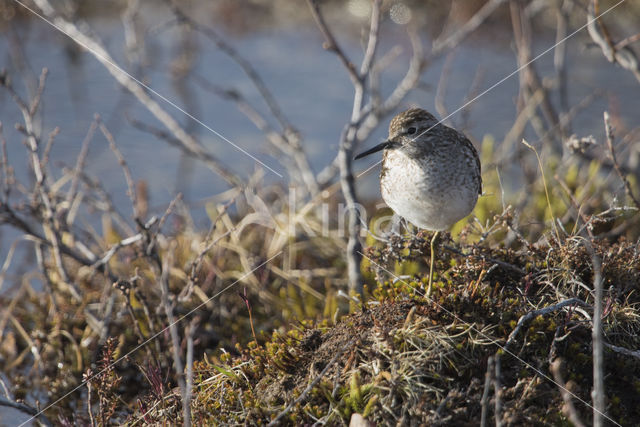 Wood Sandpiper (Tringa glareola)