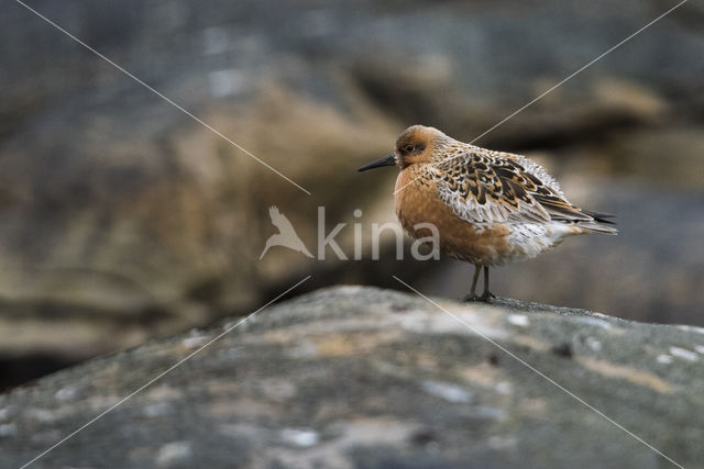 Kanoetstrandloper (Calidris canutus)