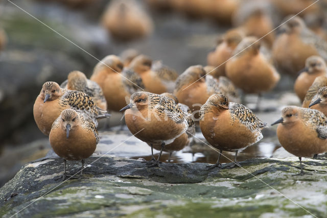 Kanoetstrandloper (Calidris canutus)