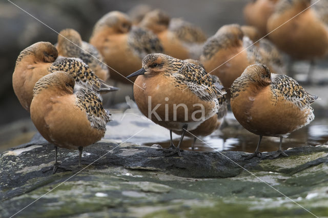 Kanoetstrandloper (Calidris canutus)