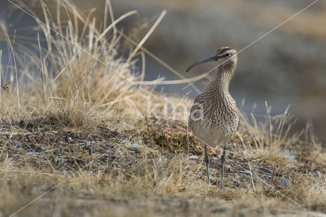 Whimbrel (Numenius phaeopus)