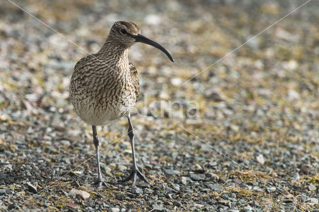 Whimbrel (Numenius phaeopus)