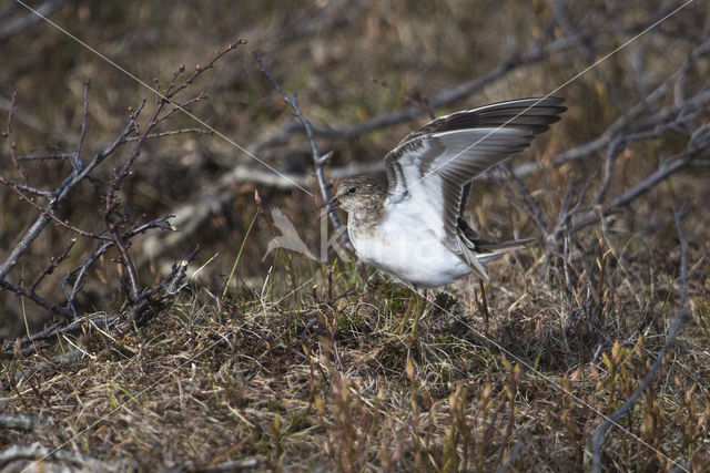 Temmincks Strandloper (Calidris temminckii)