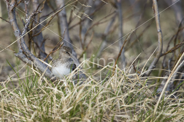 Temmincks Strandloper (Calidris temminckii)