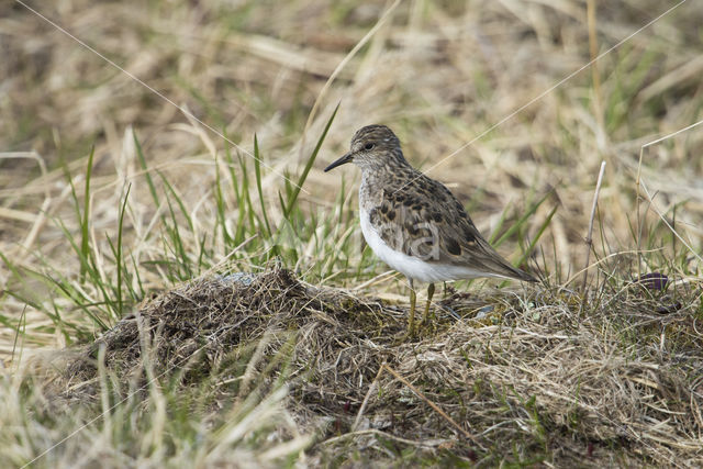 Temminck's Stint (Calidris temminckii)