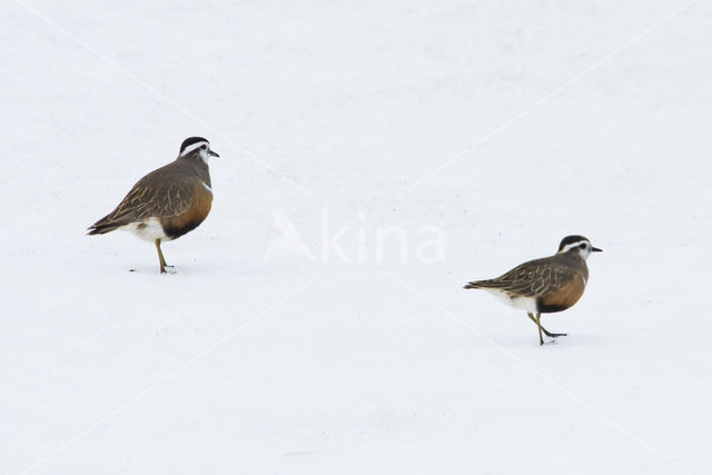 Eurasian Dotterel (Eudromias morinellus)