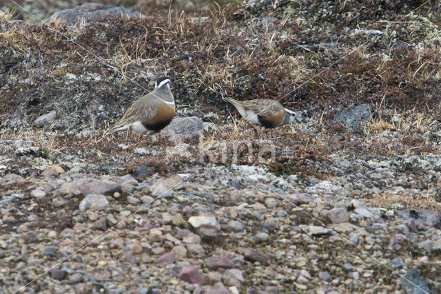 Eurasian Dotterel (Eudromias morinellus)