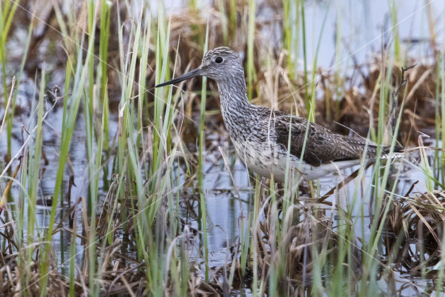 Groenpootruiter (Tringa nebularia)