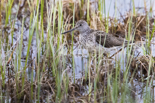 Groenpootruiter (Tringa nebularia)