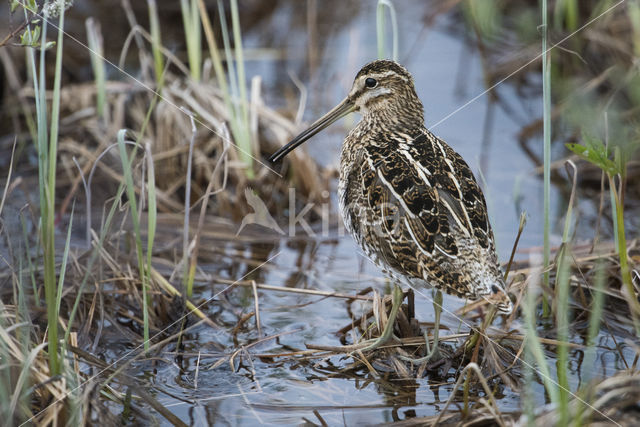 Common Snipe (Gallinago gallinago)