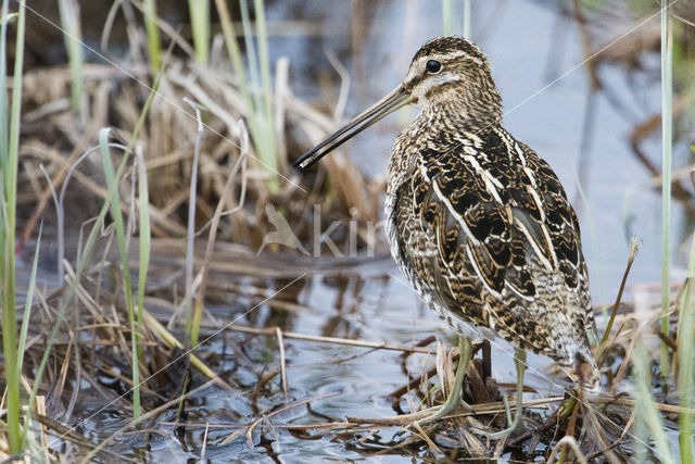 Common Snipe (Gallinago gallinago)